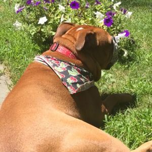 Meet your Posher, Dawn